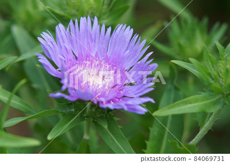 Stokesia flowers blooming in the garden Stokesia flowers blooming in the garden 84069731