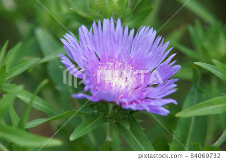 Stokesia flowers blooming in the garden Stokesia flowers blooming in the garden 84069732