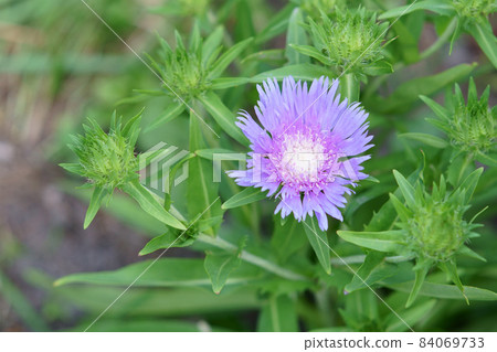 Stokesia flowers blooming in the garden 84069733