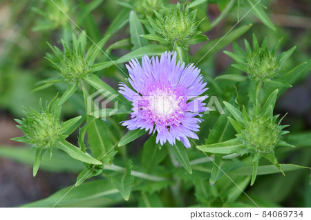 Stokesia flowers blooming in the garden Stokesia flowers blooming in the garden 84069734
