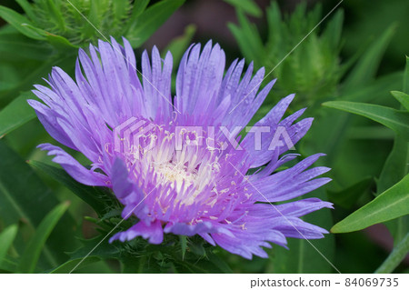 Stokesia flowers blooming in the garden Stokesia flowers blooming in the garden 84069735