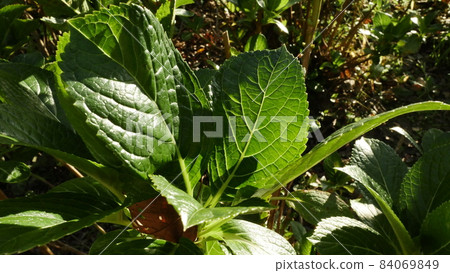 Green leaves 84069849
