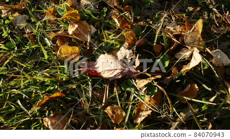 Fallen leaves  84070943