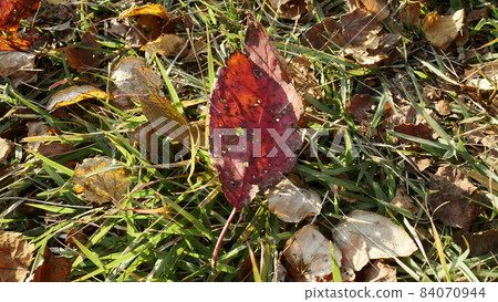 Fallen leaves  84070944