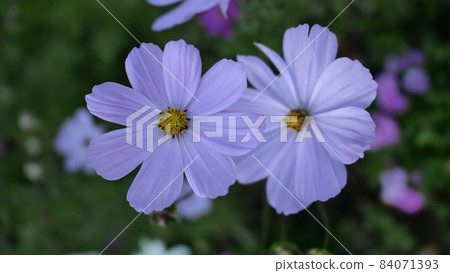 Cosmos 84071393