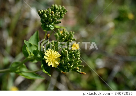 Crepidiastrum flower 84072055