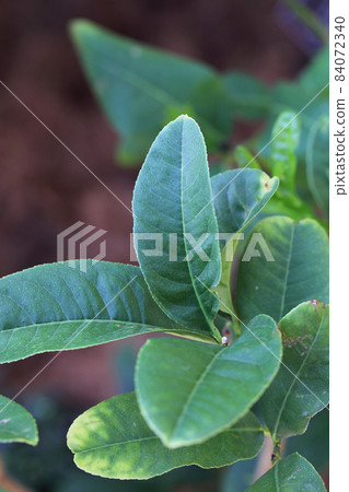Buddha's hand leaf 84072340