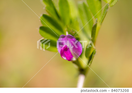 正式名稱是Vetch，烏鴉沒有豌豆。 84073208