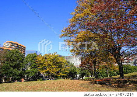 November Tama 452 Zelkova autumn leaves, Ulmaceae, Tama New Town 84073214