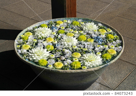 行田八幡神社周邊的花長八幡,白色、黃色、紫色的菊花【埼玉縣行田市】 行田八幡神社周邊的花長八幡,白色、黃色、紫色的菊花【埼玉縣行田市】 84073243