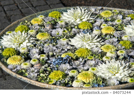 行田八幡神社周邊的花長八幡,白色、黃色、紫色的菊花【埼玉縣行田市】 行田八幡神社周邊的花長八幡,白色、黃色、紫色的菊花【埼玉縣行田市】 84073244