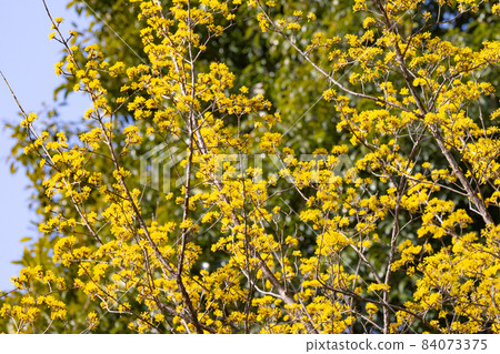Cornus officinalis, which blooms yellow flowers in early spring and bears red fruits similar to gummy candies in autumn. Cornus officinalis, which blooms yellow flowers in early spring and bears red fruits similar to gummy candies in autumn. 84073375