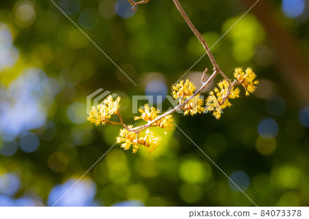 山茱萸，早春開黃色花朵，秋季結出類似軟糖的紅色果實。 84073378