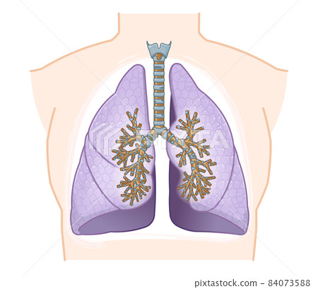 Illustration of lungs and trachea 84073588