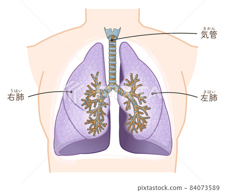 Illustration of lungs and trachea 84073589