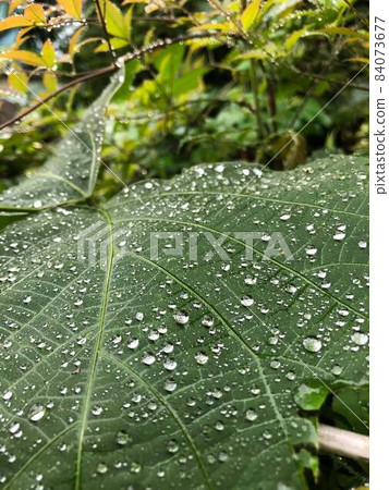 在雨滴樹葉上玩耍 84073677