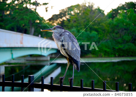 Gray heron perching on a waterside railing Gray heron perching on a waterside railing 84073855