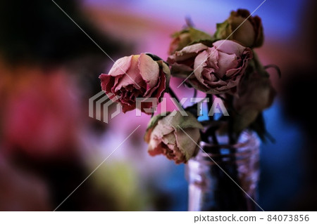 Cute little pink rose dried flowers and background shades are fashionable Cute little pink rose dried flowers and background shades are fashionable 84073856
