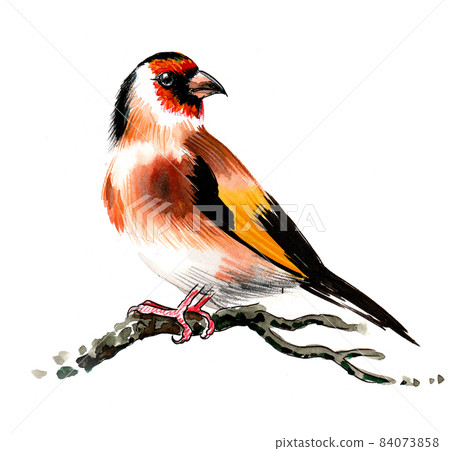Bird on a tree branch. Ink and watercolour drawing Bird on a tree branch. Ink and watercolour drawing 84073858