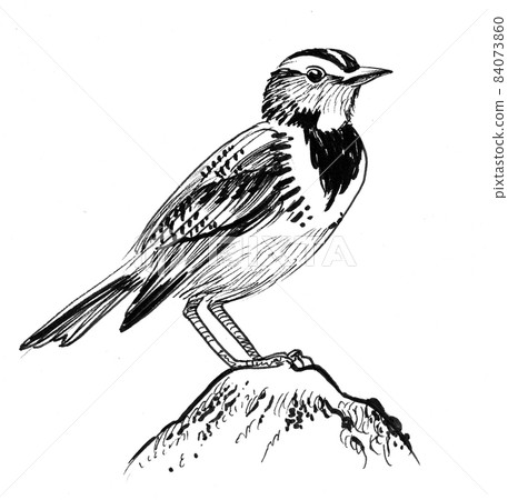 Bird sitting on a rock. Ink black and white drawing Bird sitting on a rock. Ink black and white drawing 84073860