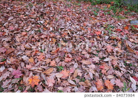 落葉 84073984