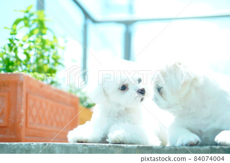 Two puppies and the sky 84074004