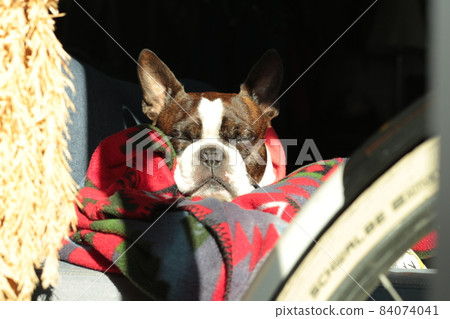 Sunbathing dog Sunbathing dog 84074041