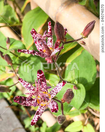 Hototogisu blooming on the Chidorigafuchi Green Road in Kudan, Tokyo Hototogisu blooming on the Chidorigafuchi Green Road in Kudan, Tokyo 84074070