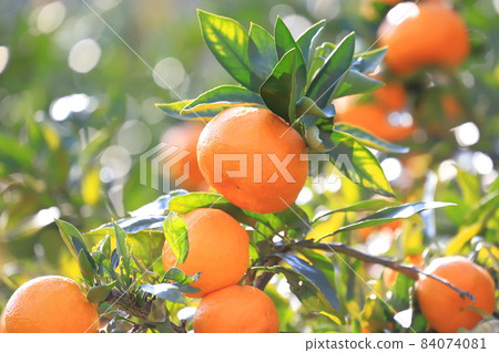 Mandarin oranges that have reached the harvest season 84074081