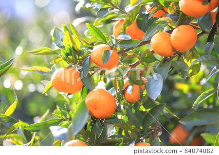 Mandarin oranges that have reached the harvest season 84074082