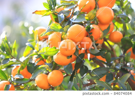 Mandarin oranges that have reached the harvest season 84074084
