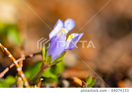 Mazus pumilus, which always has green leaves and is called because of its explosive fruit 84074153