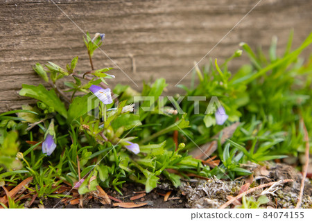 Mazus pumilus, which always has green leaves and is called because of its explosive fruit 84074155