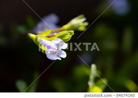 Mazus pumilus, which always has green leaves and is called because of its explosive fruit 84074160