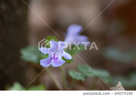 Glechoma grandis blooming in spring, which is also popular as a medicinal herb and herbal tea Glechoma grandis blooming in spring, which is also popular as a medicinal herb and herbal tea 84074190