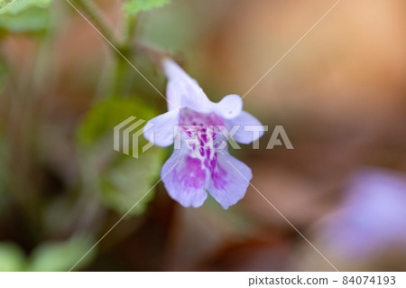 Glechoma grandis 春天盛開，作為藥草和涼茶也很受歡迎 84074193