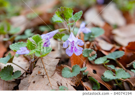 Glechoma grandis 春天盛開,作為藥草和涼茶也很受歡迎 Glechoma grandis 春天盛開,作為藥草和涼茶也很受歡迎 84074194
