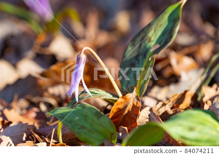 Erythronium japonicum that blooms in early spring and is also called a spring fairy 84074211
