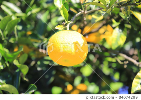 夏橙臨近收穫 84074299