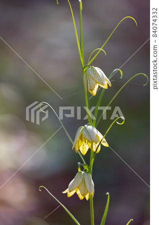 貝母原產於中國,因花瓣內有網狀花紋而得名。 貝母原產於中國,因花瓣內有網狀花紋而得名。 84074332