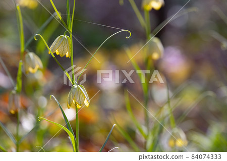 Fritillaria verticula is native to China and is named because it has a mesh pattern inside the petals. Fritillaria verticula is native to China and is named because it has a mesh pattern inside the petals. 84074333