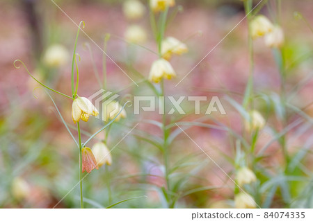 貝母原產於中國，因花瓣內有網狀花紋而得名。 84074335