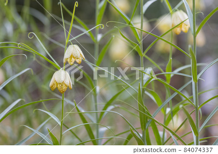 貝母原產於中國,因花瓣內有網狀花紋而得名。 貝母原產於中國,因花瓣內有網狀花紋而得名。 84074337