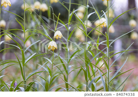 Fritillaria verticula is native to China and is named because it has a mesh pattern inside the petals. Fritillaria verticula is native to China and is named because it has a mesh pattern inside the petals. 84074338