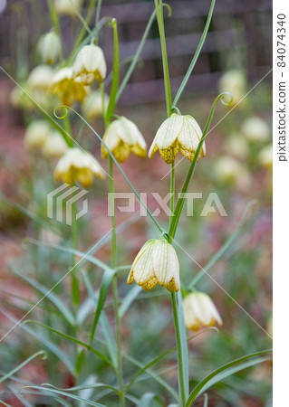 Fritillaria verticula is native to China and is named because it has a mesh pattern inside the petals. 84074340