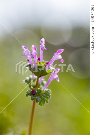 Henbit 不同於 Henbit (Onitabiraco) 的七種草藥之一 84074365