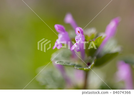 Henbit different from one of the seven herbs of Henbit (Onitabiraco) 84074366