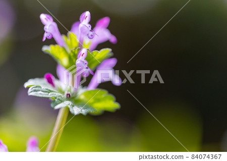 Henbit different from one of the seven herbs of Henbit (Onitabiraco) 84074367