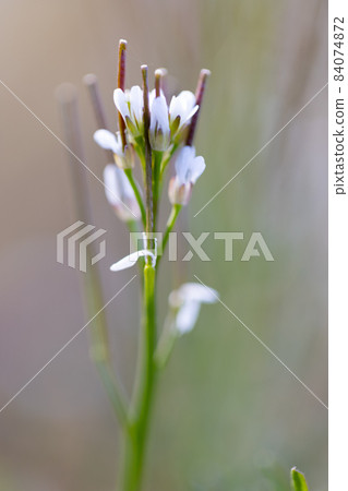 Eatable roadside white flowers Hairy bittercress Eatable roadside white flowers Hairy bittercress 84074872