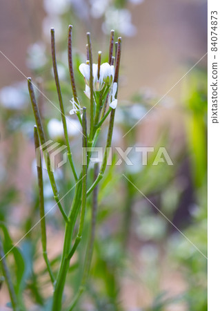 Eatable roadside white flowers Hairy bittercress Eatable roadside white flowers Hairy bittercress 84074873